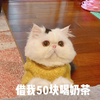 萌宠 猫星人 借我50块喝奶茶 谢谢 呆萌 可爱