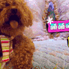 萌宠 狮子狗 呆萌 可爱