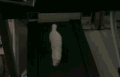 汪星人 跑步机 搞笑 害怕