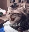 萌宠 猫星人 哈哈哈 开心 搞怪 逗