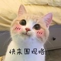 小猫 可爱 红脸蛋 大眼睛 快来围观咯