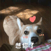萌宠 汪星人 狗 想你了 想你了 张若昀