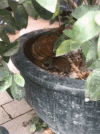 猫咪 花盆 玩耍 可爱