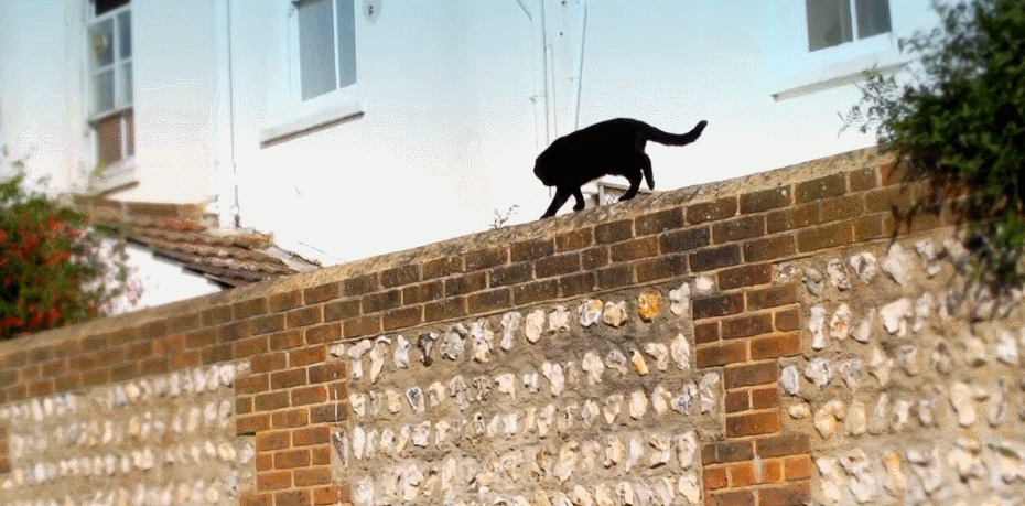 对猫的发现 爬墙 猫咪 纪录片 黑猫