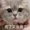 萌宠 猫星人 完了 又没钱了 搞怪 呆萌
