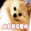 狗 宠物 萌宠 你有我可爱吗 soogif soogif出品