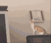 家庭 猫咪 跳跃 杯具