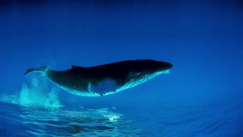 鲸鱼 海底世界 游泳 自由