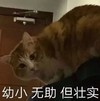 萌宠 猫星人 弱小无助 但是壮实 呆萌 可爱