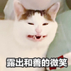 萌宠 猫星人 露出和善的微笑 假笑 呆萌 可爱