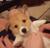 搞笑 哈哈 大笑 soofig出品 soogif