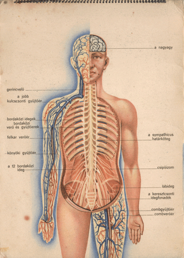 医学 人体  解剖模型
