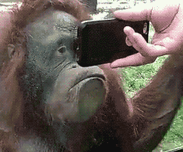 大猩猩 拍照 红毛猩猩 聪明 毯子 舒舒服服看手机 野表情