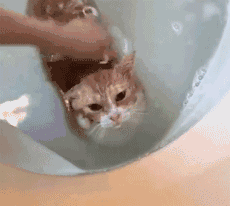 猫咪 洗澡 舒服 享受