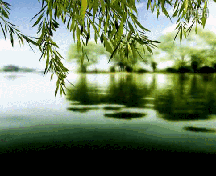 柳树 树叶 湖水 动态