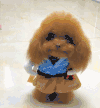 小狗 毛茸茸 可爱 大耳朵