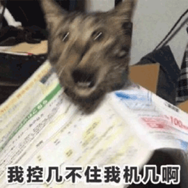 猫 搞怪