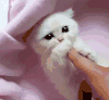 疯狂 可爱 喜欢 猫咪