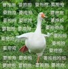 萌宠 大鹅 要抱抱 期待 呆萌 可爱