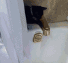 猫咪 黑色 调皮