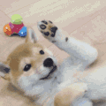狗 击掌 卖萌 可爱