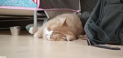 猫咪 可爱 伸懒腰 韩综 睡觉 舒适