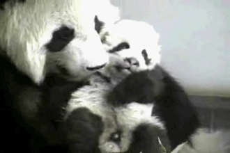 熊猫 母爱 萌化了 天然呆 动物 panda