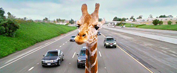 长颈鹿 马路 车 车祸 飞出去 搞笑 giraffe