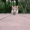 喵星人 猫咪 可爱 萌宠
