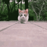 喵星人 猫咪 可爱 萌宠