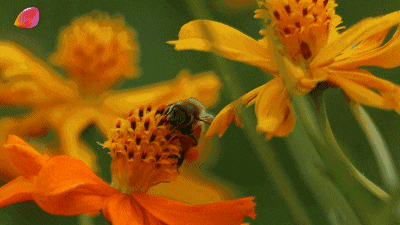 昆虫 蜜蜂 花瓣 采蜜
