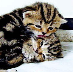 猫咪 猫宝宝 舔毛 亲密