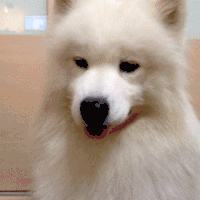 狗狗 乖巧 吃东西 害羞