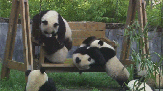熊猫 玩耍 萌化了 天然呆 动物 panda