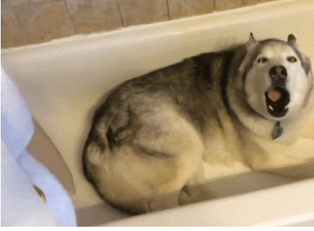 狗狗 洗澡 洗澡池 着急