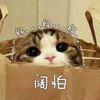 猫咪 探头 好好好 阔怕