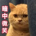 暗中微笑 猫 观察