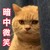 暗中微笑 猫 观察