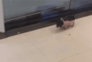 小猪 可爱 奔跑 玻璃