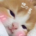 猫咪 想你惹 努力睁眼 困