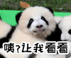 萌宠 熊猫 咦？ 让我看看 可爱 活泼