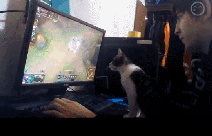 电脑 游戏 小猫 可爱