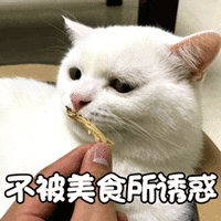 猫 喵星人 萌宠 不被美食所诱惑 soogif soogif出品