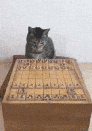 猫咪 下棋 聪明 看我下的好不好