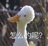萌宠 鸭子 怎么的呢 你想咋的 你来说说 好奇