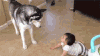 调皮 萌宝 小狗 搞笑