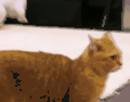 萌主来了