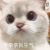 萌宠 猫星人 不亲亲就生气 委屈 呆萌 可爱