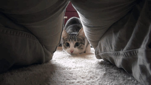 猫咪 钻裤裆 搞笑 可爱