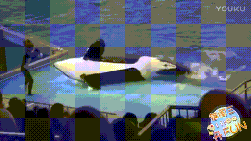 鲸鱼 戏水 黑色 白色